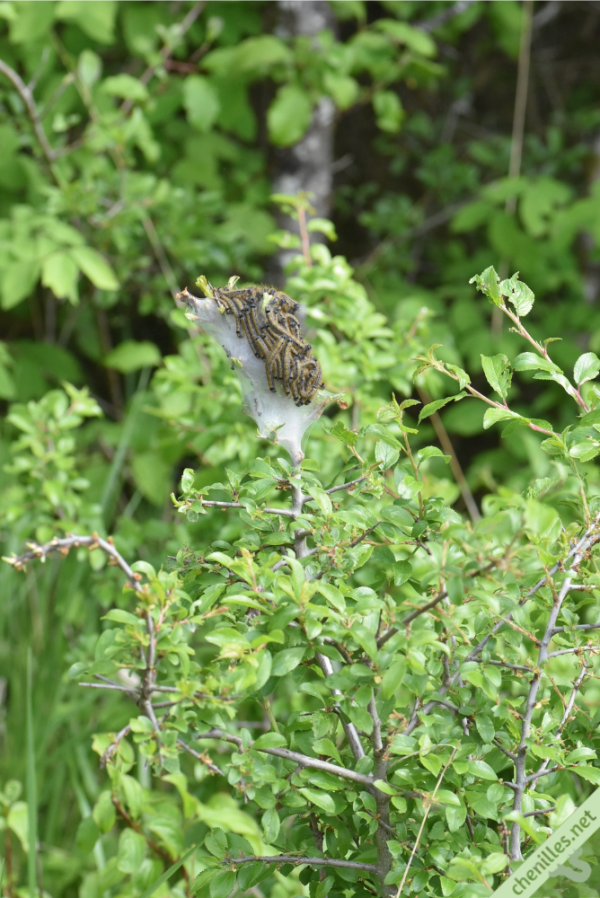 Vue éloignée d'un nid dans un jeune Prunellier. Photo prise depuis ma voiture, au bord d'un chemin de campagne : ces nids se repèrent de loin ! Quelque part dans le Jura (39), 25 mai 2019.