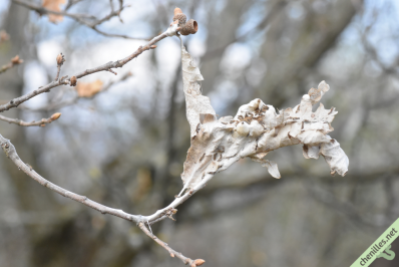 Abri hivernal des chenilles du Bombyx cul-brun, dans un chêne à Chambéry (73) le 6 avril 2019.