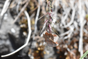 La Petite feuille morte (Phyllodesma tremulifolia)